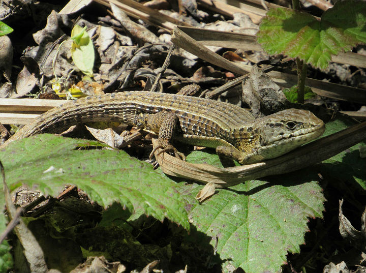 Northern Alligator Lizard